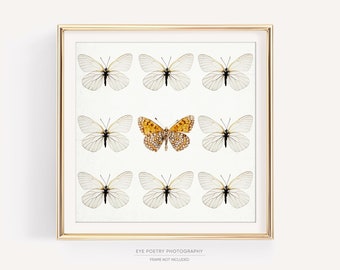 Mariposas - Fotografía de naturaleza, decoración de primavera, arte para jardín, arte para la pared de la habitación infantil, fotografía artística minimalista, 8x8 "Diferente a las demás"