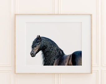 May include: A black horse with a long, flowing mane stands against a white background. The horse is looking to the side, and its head is tilted slightly. The horse's mane is very full and covers most of its neck.