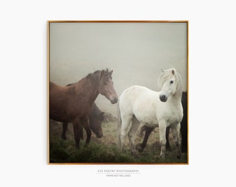 Horse Photography Print, Iceland Nature Photography, 8x8 to 20x20 Fine Art Print, Fine Art Photography, Wall Art, Home Decor