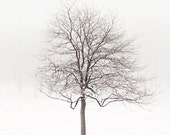Lone Tree in Snow, Winter Landscape Photography, Tree Art Print, Minimalist Art Print, White Wall Art, Nature, "Winter Solstice"