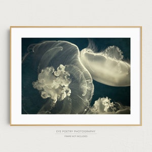 Jellyfish Print, Nature Photography, Three Glowing Jellyfish Photo, Navy Blue Wall Art, 8x10 11x14 12x16 Photography Print
