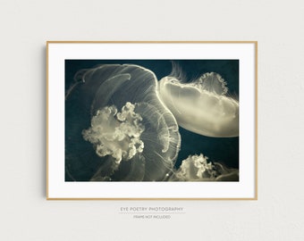 Jellyfish Print, Nature Photography, Three Glowing Jellyfish Photo, Navy Blue Wall Art, 8x10 11x14 12x16 Photography Print