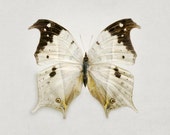 Butterfly Print in Neutral Brown and Beige, Modern Art Print, Spring Garden, Minimalist Nature Photography - Metamorphosis