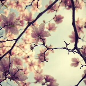 May include: A close-up view of a branch of a magnolia tree with pink blossoms. The flowers are in full bloom and the branches are bare. The background is a soft blue sky.