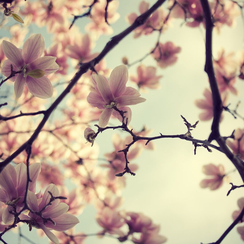 May include: A close-up view of a branch of a magnolia tree with pink blossoms. The flowers are in full bloom and the branches are bare. The background is a soft blue sky.