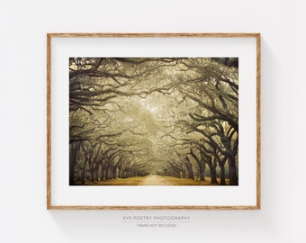 Landscape Photography, Rustic Decor, Tree Wall Art Print, Fall Decor, Fine Art Photography, Rustic Nature Landscape Print “Cathedral”