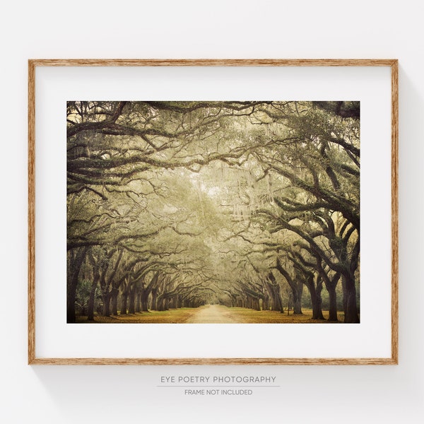 Fotografía de paisajes, decoración rústica, lámina de arte mural de árboles, decoración otoñal, fotografía artística, lámina rústica de paisaje natural “Catedral”