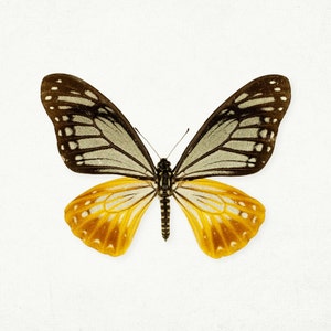 SALE Set of Four Butterfly Prints, Nature Prints, Nature Photography