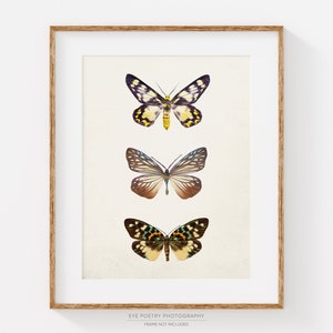 Butterfly Print, Nature Photography, Beige Brown Wall Art Print, Modern Rustic Decor, Minimalist Butterfly Art