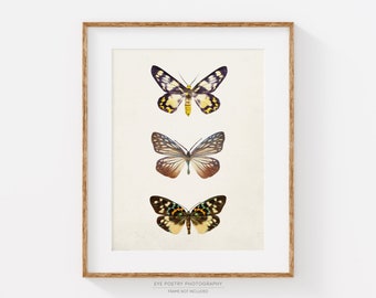 Butterfly Print, Nature Photography, Beige Brown Wall Art Print, Modern Rustic Decor, Minimalist Butterfly Art