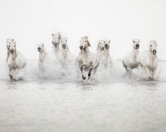 Horse Photography, Large Wall Art Print, Horse Print, Nature Photography, White Horses Running in Water, Fine Art Print - The Power of 10