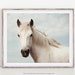 White Horse Print, Wall Art Prints, Nature Photography Print, Horse Art, Horizontal Wall Art, Wall Decor, Large Art, Horse Gifts