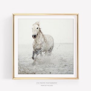White Horse Print, Fine Art Nature Photography, Minimalist Wall Art, Large Square or Horizontal Wall Decor image 1