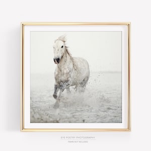 White Horse Print, Fine Art Nature Photography, Minimalist Wall Art, Large Square or Horizontal Wall Decor