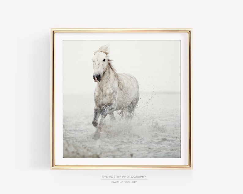 White Horse Print, Fine Art Nature Photography, Minimalist Wall Art, Large Square or Horizontal Wall Decor image 1