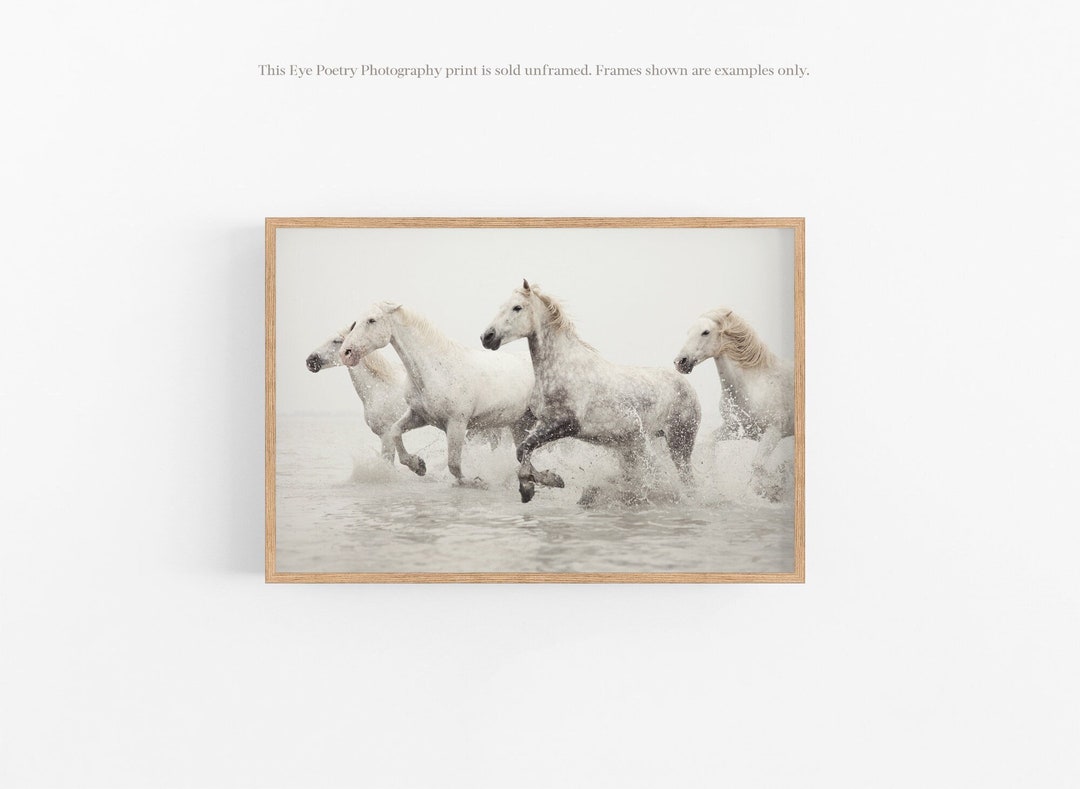 Horse Art, Nature Photography, Camargue Horse Print, White Wall Art ...