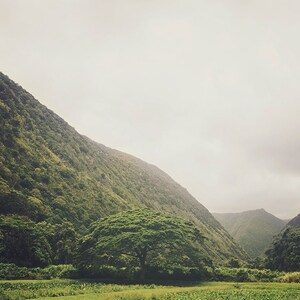 May include: A single large tree stands in a valley between two green, forested hills. The sky is overcast and the valley is covered in green grass.