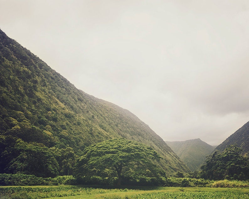 May include: A single large tree stands in a valley between two green, forested hills. The sky is overcast and the valley is covered in green grass.