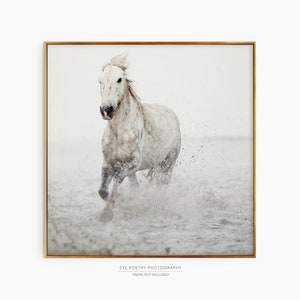 White Horse Print, Fine Art Nature Photography, Minimalist Wall Art, Large Square or Horizontal Wall Decor image 8