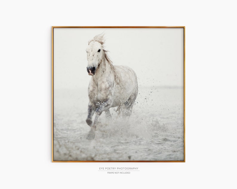 White Horse Print, Fine Art Nature Photography, Minimalist Wall Art, Large Square or Horizontal Wall Decor image 8