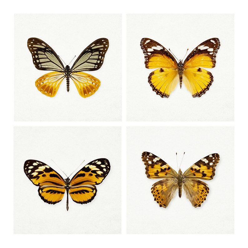 SALE Set of Four Butterfly Prints, Nature Prints, Nature Photography, 5x5 Gallery Wall Art, Burnt Orange, Wall Decor image 1