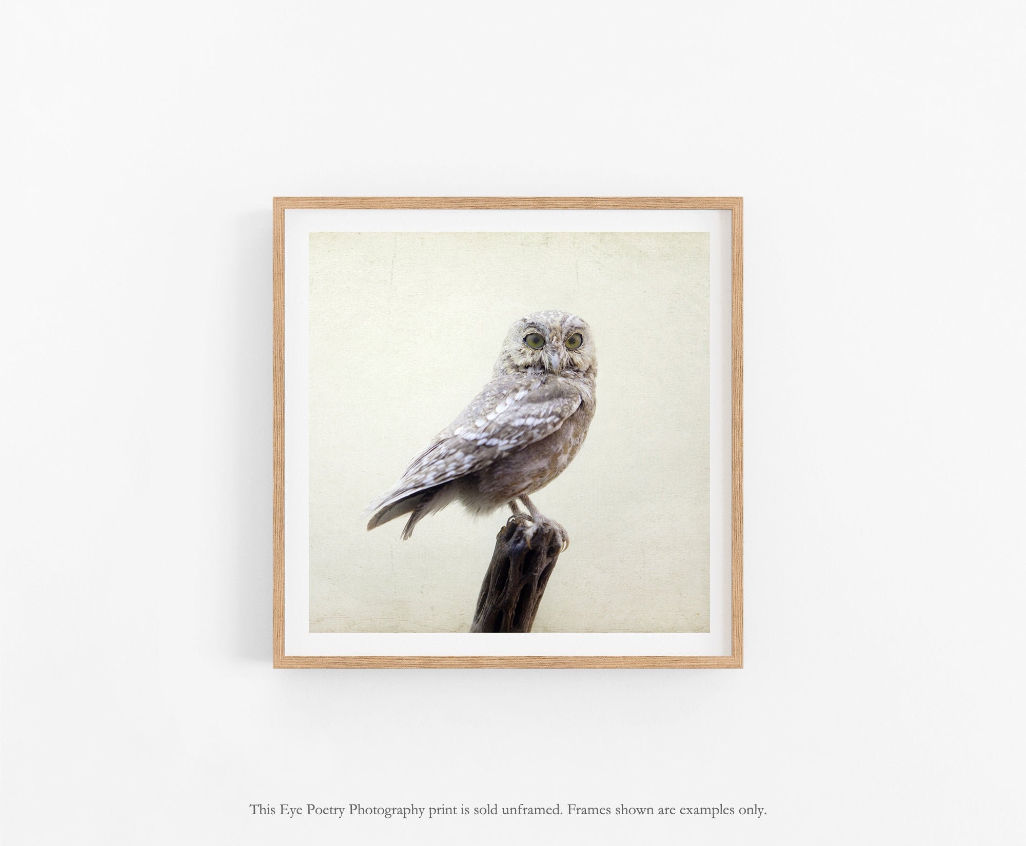 Owl Print, Nature Photography, Farmhouse Decor, Beige Wall Art, Modern Rustic Decor, 8x8 12x12 16x16