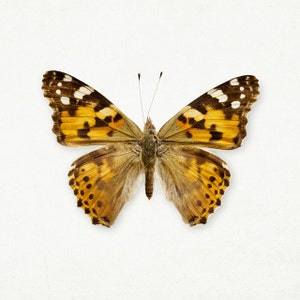 SALE Set of Four Butterfly Prints, Nature Prints, Nature Photography