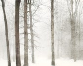 Snow photography, Minimal winter landscape photograph, Forest, Woodland, Snow, White, Trees - Shades of pale