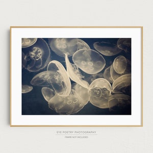 Jellyfish Art, Nature Photography, Navy Blue Wall Art, Nature Print, Wall Decor, 8x10 to 20x24 Photography Print