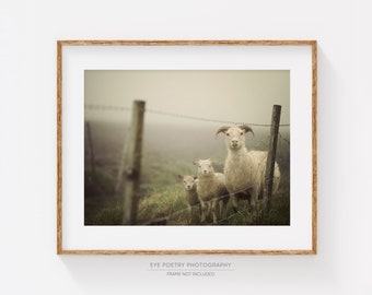 Sheep Print, Rustic Nature Photography Print, Rustic Decor, Farmhouse Decor, Sheep Photograph, Rural Scene "Here's Looking at Ewe"