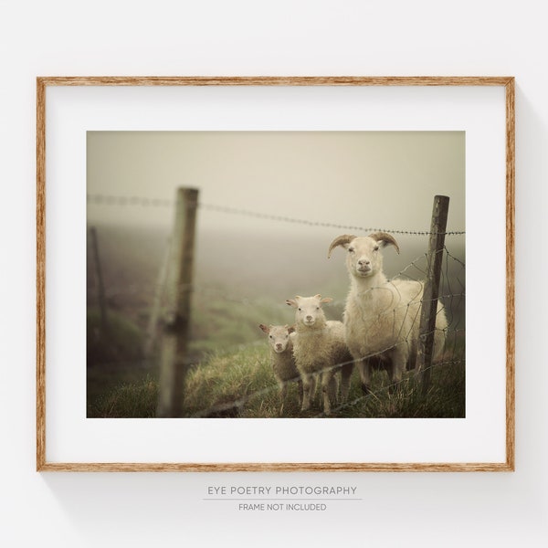 Sheep Print, Rustic Nature Photography Print, Rustic Decor, Farmhouse Decor, Sheep Photograph, Rural Scene "Here's Looking at Ewe"