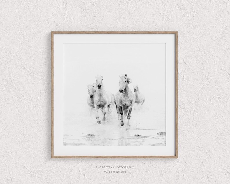 Horse Art, Black and White Prints, Nature Photography, Horse Photography Print, Horse Wall Art, Fine Art Prints image 5