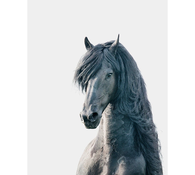 friesian horse print printed horse art black stallion etsy