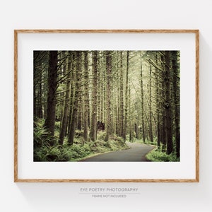 Forest Landscape Photography, Oregon Woodland Nature Photography, Rustic Decor, Tree Wall Art Print, Wall Decor image 1