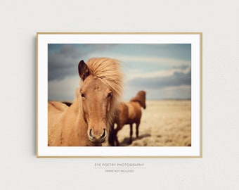Icelandic Horse Photography Print, Scandinavian Art, Wall Art Print, Horse Art, Nature Photography, Farmhouse Decor, 16x20 Print "Outlaws"