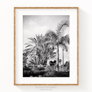 Palisades Park, Santa Monica California Wall Art, Black and White Prints, Palm Trees Photo, Los Angeles Travel Photography