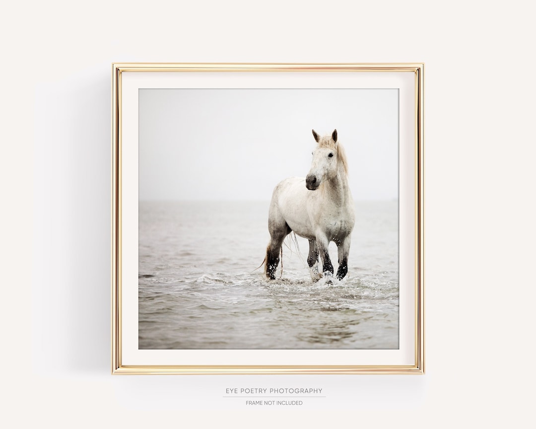 White Horse Photography Print Minimalist Wall Art Large Fine Art white-horse-photography-print-minimalist-wall-art-large-fine-art
