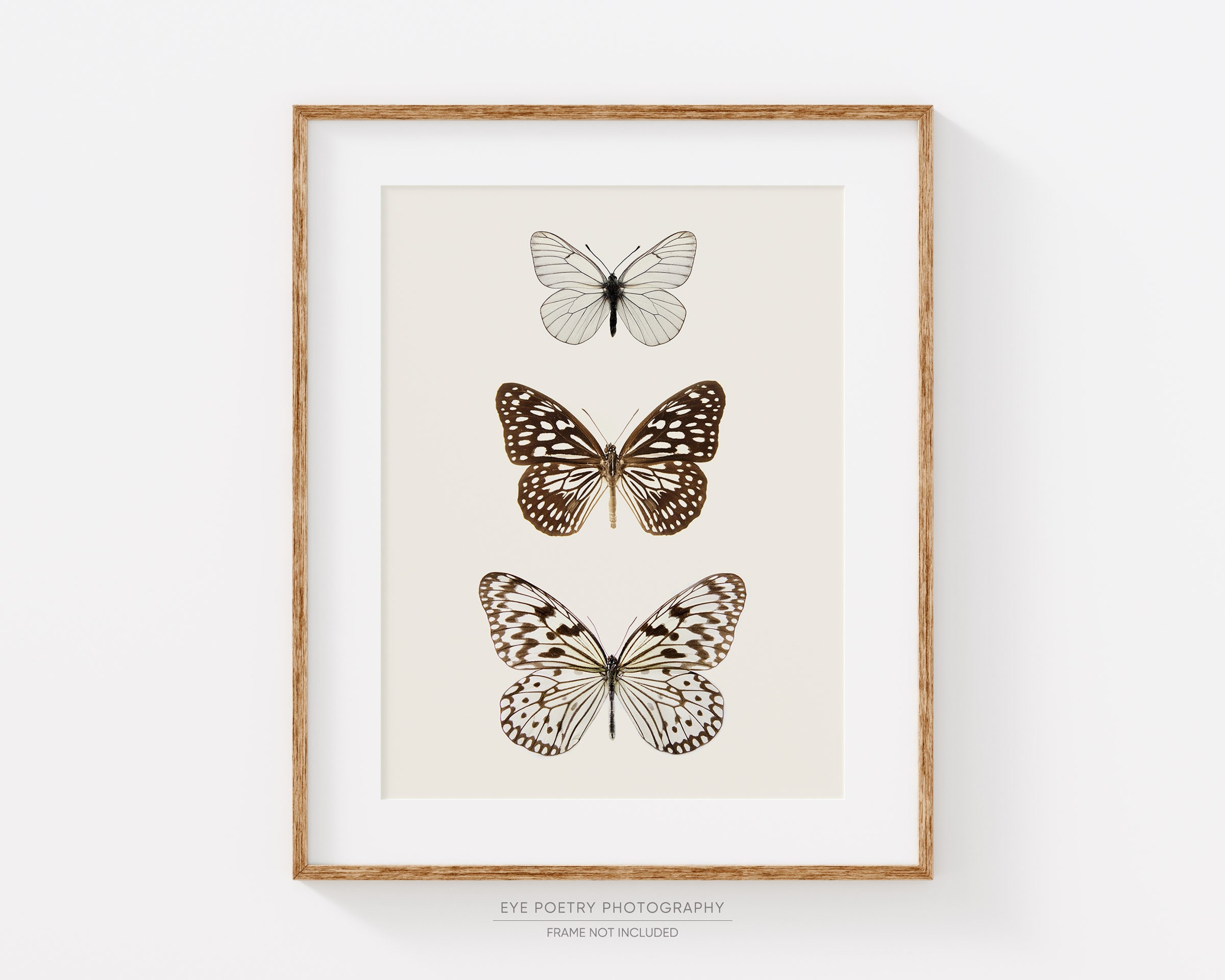 aquarelle papillon frame