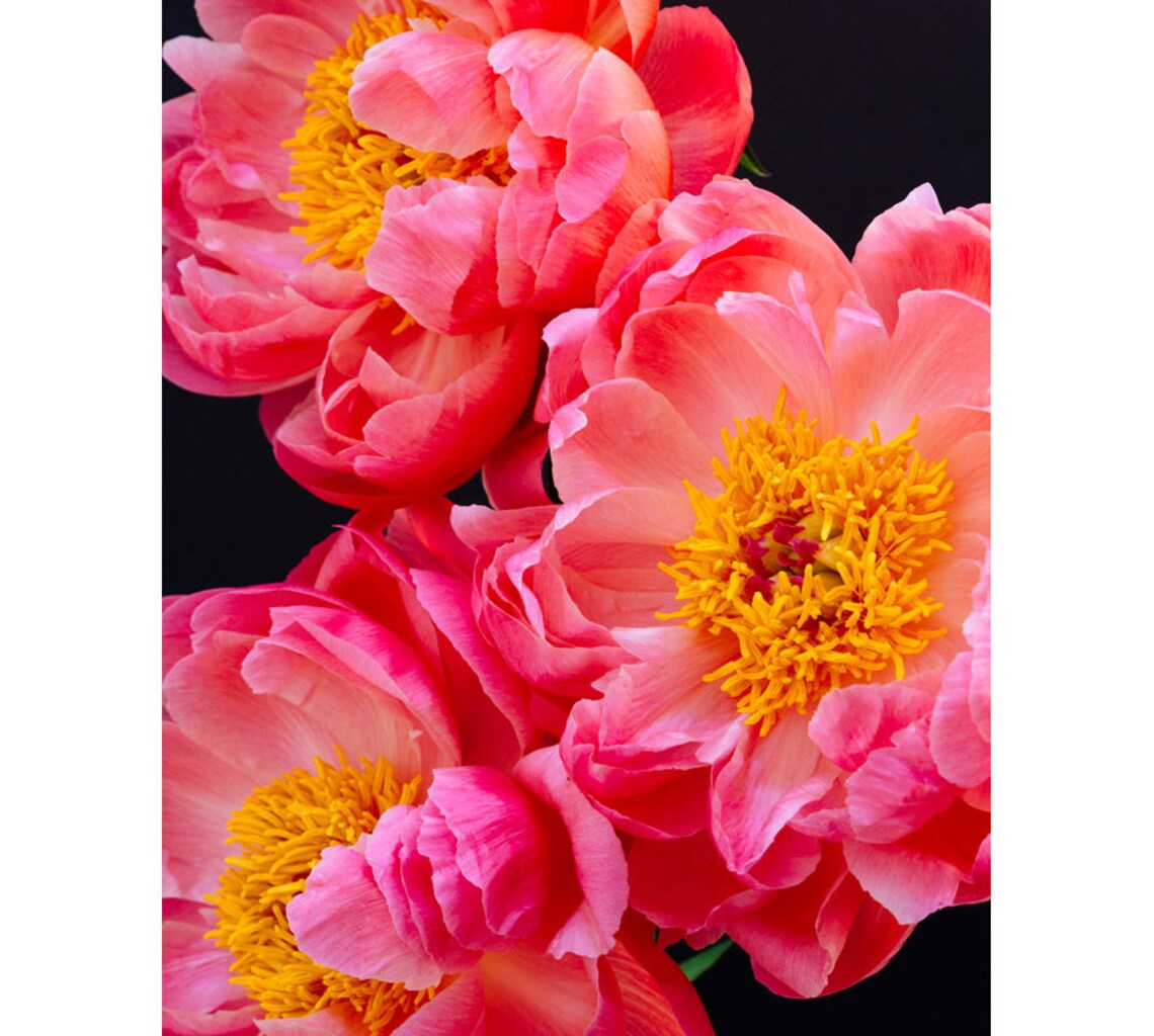 Peony Prints Set of 3 Prints Wall Art Prints Floral Print Etsy