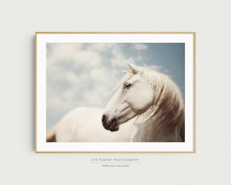 Horse Photography, Wild White Horse Portrait, Large Wall Art Print, Horse Art, 16x20 Fine Art Nature Photography Print image 1