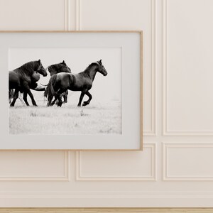 May include: A black and white photograph of a herd of horses running through a field. The horses are in motion, with their manes and tails flowing in the wind.