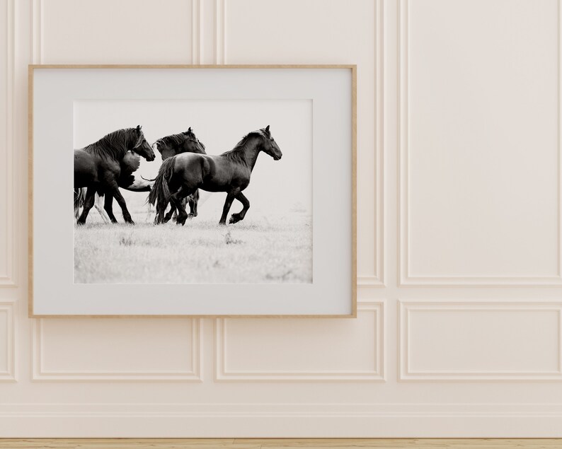 May include: A black and white photograph of a herd of horses running through a field. The horses are in motion, with their manes and tails flowing in the wind.