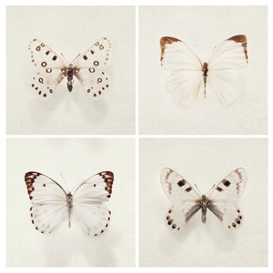 Butterfly Prints, Square Wall Art Prints, Set of 4 Prints, Nature Photography, White Gallery Wall, Fine Art Photography Prints