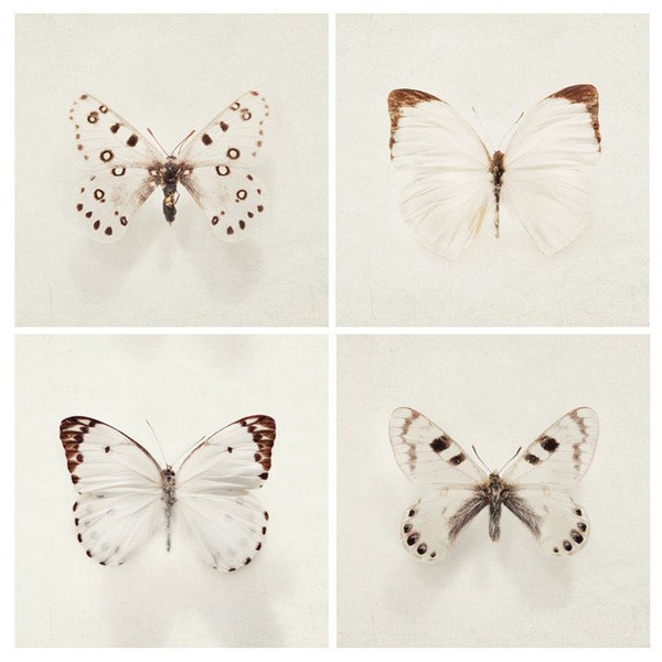 SALE Butterfly Prints, Square Wall Art Prints, Set of 4 Prints, Nature Photography, White Gallery Wall, Fine Art Photography Prints