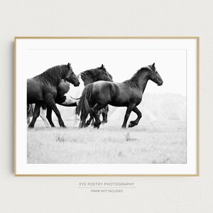 May include: Black and white photograph of four horses running through a field. The horses are in a line, with the horse in the lead looking to the right. The horses are running in a field of tall grass.