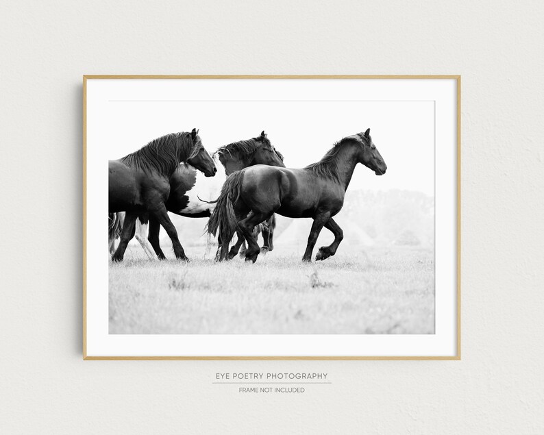 May include: Black and white photograph of four horses running through a field. The horses are in a line, with the horse in the lead looking to the right. The horses are running in a field of tall grass.