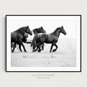 May include: Black and white photograph of four horses running in a field. The horses are in a line, with the horse in the front leading the pack. The horses are running towards the right side of the image.