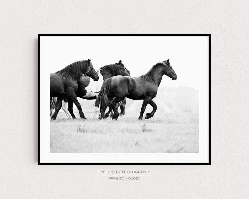 May include: Black and white photograph of four horses running in a field. The horses are in a line, with the horse in the front leading the pack. The horses are running towards the right side of the image.