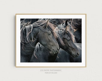 Horse Photography, Two Friesian Horses, Large Wall Art, Nature Photography, Boho Decor, Horse Print, Fine Art Photography Print, Horse Art