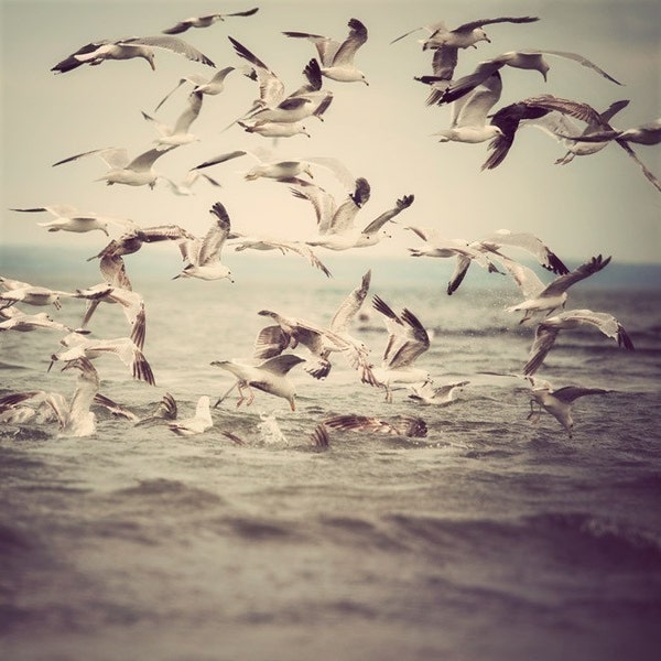 On the fly - Fine art photograph - birds - seagulls - nature